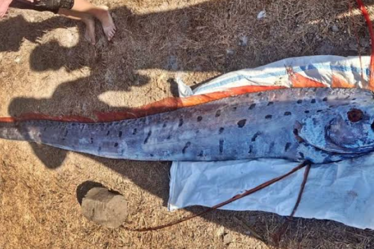 VIRAL! Kemunculan Ikan Oarfish di Pantai Pink Lombok Dikaitkan dengan Gempa, Valid Atau Tidak?