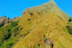 Video Evakuasi Pendaki Asal Surabaya dan Guide yang Hilang di Gunung Piramid Bondowoso Viral, Ternyata Ini Penyebabnya