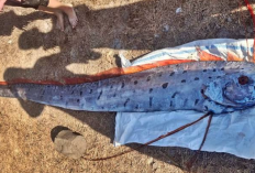 VIRAL! Kemunculan Ikan Oarfish di Pantai Pink Lombok Dikaitkan dengan Gempa, Valid Atau Tidak?