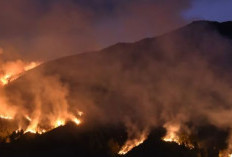 Penyebab Kebakaran Hutan Gunung Bromo : Imbas Jalur Tikus dan Perapian Warga Jadi Alasan Utama